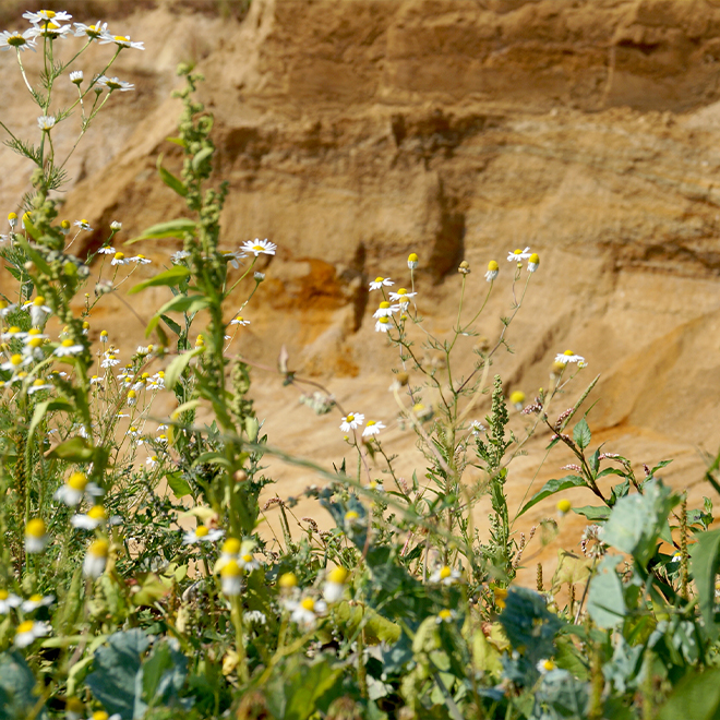 Blumenwiese bei Kiesgrube in Untermarchenbach